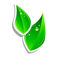 Green Leafs N6