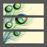 Web header or banner with peacock&#039; feather