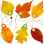 Autumnal discount Vector fall leaves
