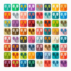 Flat design kidneys N4