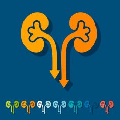 Flat design kidneys N5