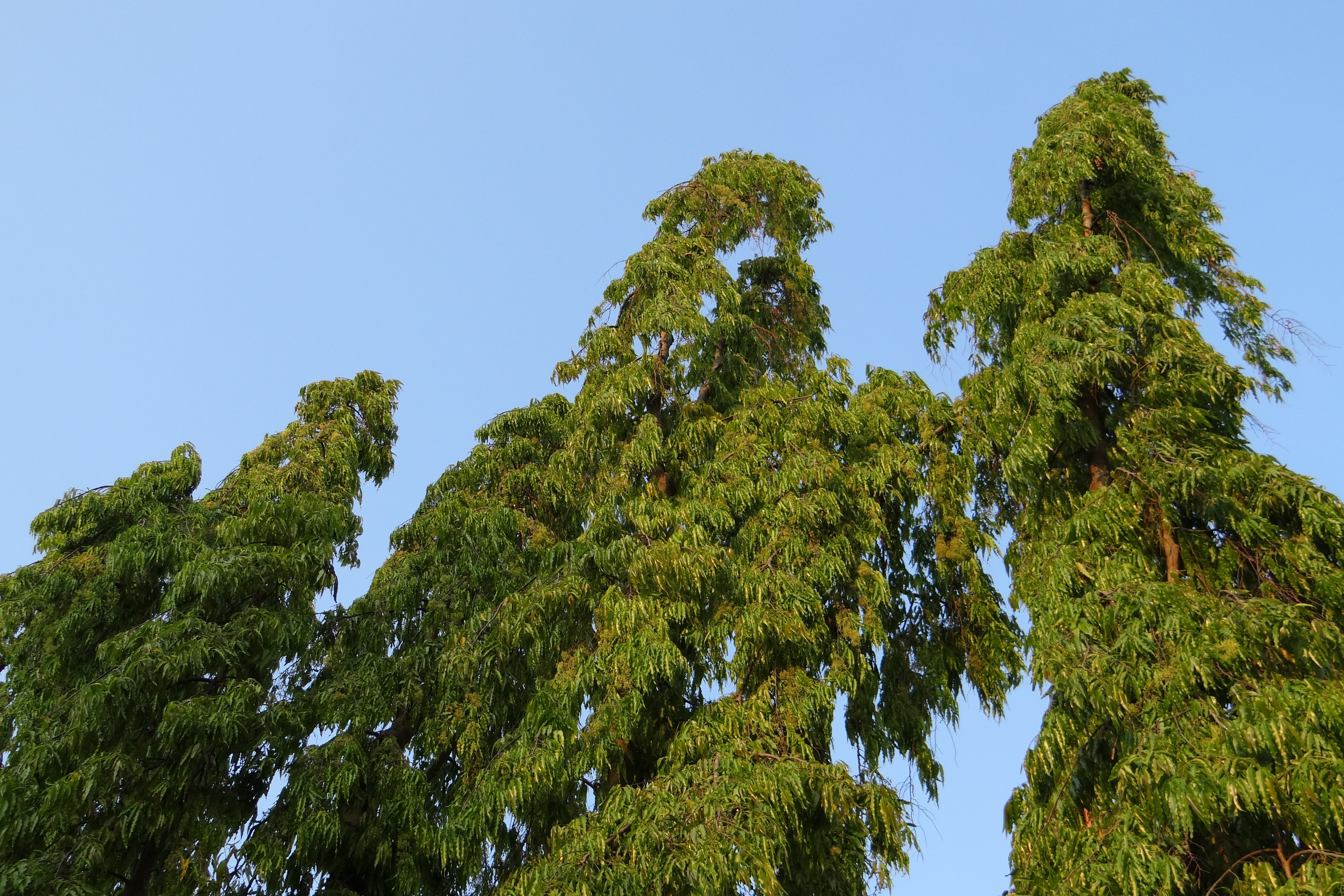 Ели в индии. Polyalthia longifolia. Полиалтия длиннолистная. Ложное дерево. Индийская ель.