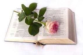 pink rose on the bible