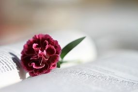closeup photo of the flower on a bible book