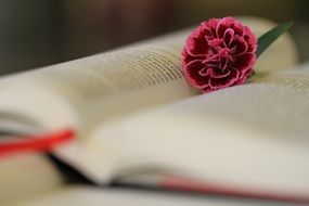 open bible with a flower