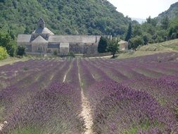 france lavender
