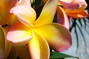 yellow pink tropical frangipani