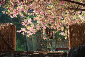 flower tree near the entrance to the temple