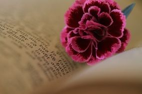 old bible flower