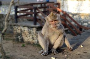 monkey at the temple on the island of Bali