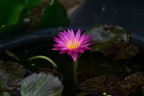 buddhist lotus flowers