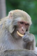 monkey nepal