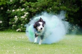 british shepherd in blue smoke