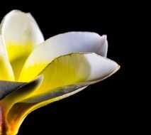 frangipani blossom on the black background