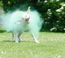 Holi colors on labrador