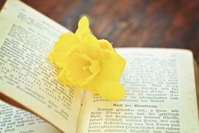 yellow flower on open prayer book