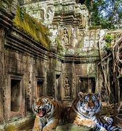 tigers on the background of the temple