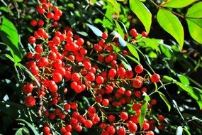 red berries of holy bamboo