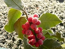 holly grape christmas