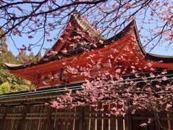 cherry blossom in japan