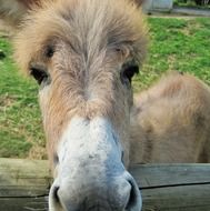 Curious donkey on a farm
