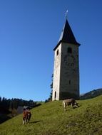 cows in the meadow next to the church