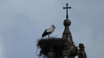 stork in a nest on a church tower