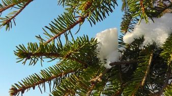 conifer branches in the snow