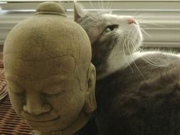 cat and stone buddha