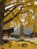 Korean temple in autumn