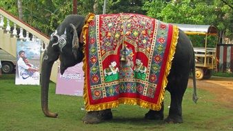 Elephant in India with colorful carpet