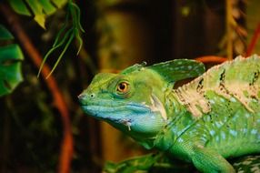 jesus christ lizard in the terrarium