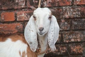 goat sacrificial animal