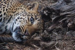 cheetah lies near the root of the tree close-up