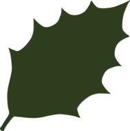 clipart of the green holly leaf