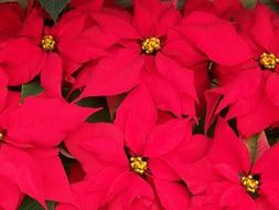 picture of red poinsettias flowers