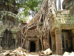 angkor wat root