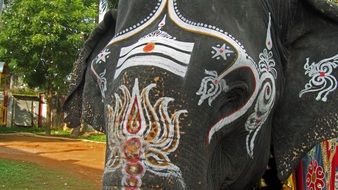 painted elephant in india