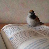 bible book and bird