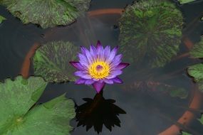 Purple and yellow lotus flower on a pond