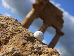 snail on stone in sicily