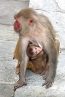 monkey with a cub in nepal