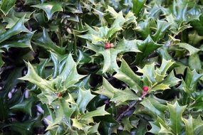 shrub of holly berries