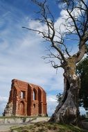 bare tree and church ruins