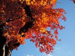 yellow and red leaves on a maple tree