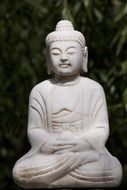 buddha fig