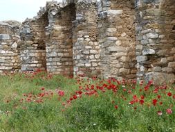 stone temple complex wall and poppy flowers