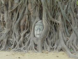 ancient buddhist sculpture among tree trunks