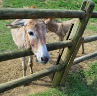 donkey animal on the farm