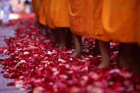 monks legs in the rose petals